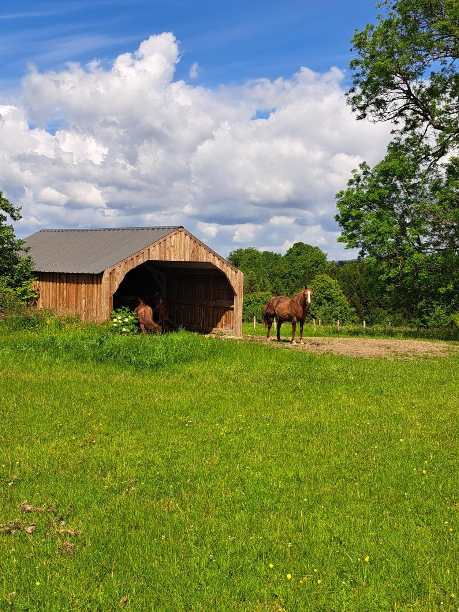 Gite L'Olivier A Filly - Nadrin, Entre Houffalize Et La Roche-En-Ardenne 외부 사진